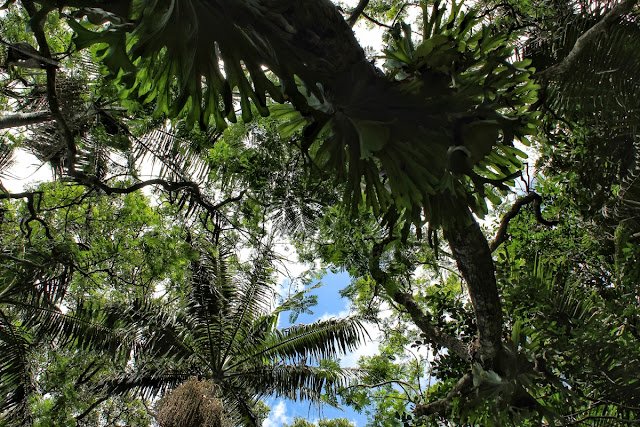 Mt Tamborine